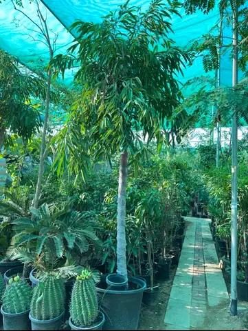 Beautiful outdoor Plant for Your Home