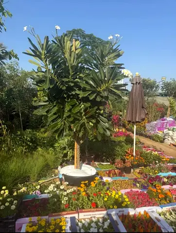 Beautiful Outdoor Tree with Vibrant Flowers for Your Garden