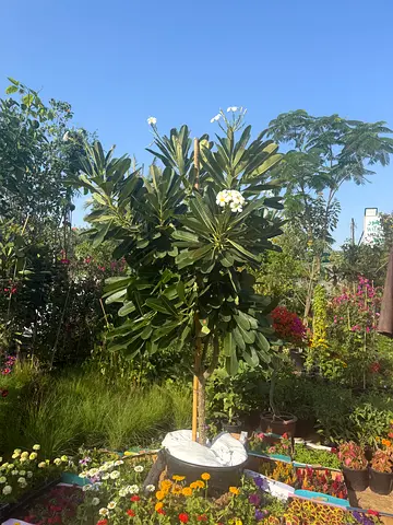 Beautiful Indoor Plant - Plumeria with Stunning Flowers