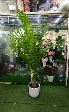 Palm Tree indoor plant