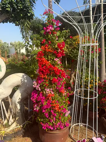 Vibrant Bougainvillea Garden Decoration