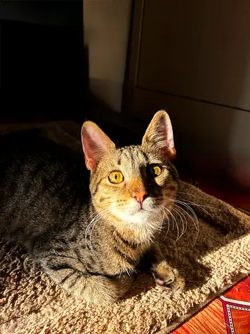 Charming Cat Looking for a Loving Home