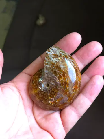 Ammonite fossilized millions of years old