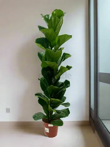 Lush Fiddle Leaf Fig Plant for Sale