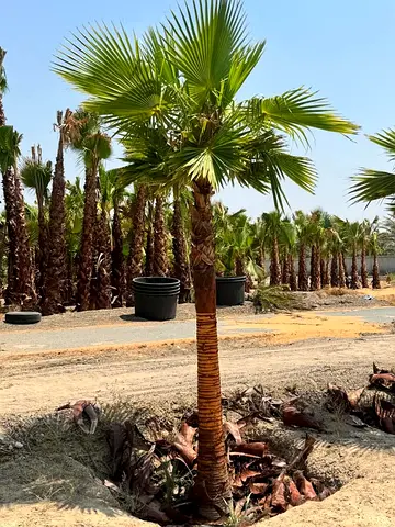 Lush Palm Tree Collection for Your Garden