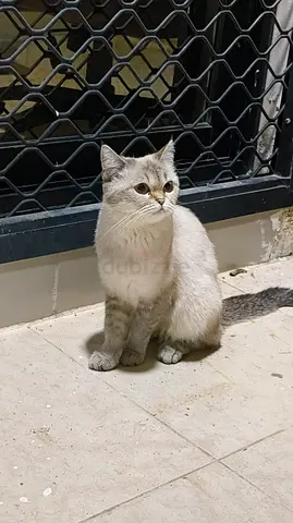 Free adoption 5 cats