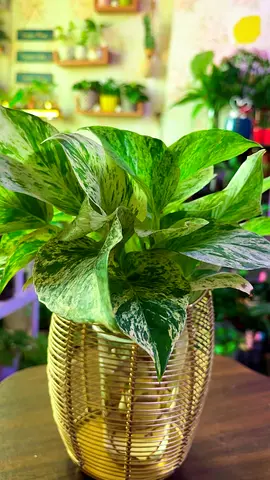 Indoor plants for sale