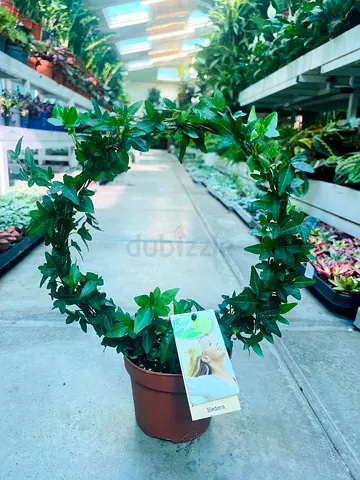 Hedera Green Ivy Wreath Plant, Live Indoor Climbing Vine, Brown Pot