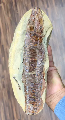 Authentic Petrified Wood Fossil Piece