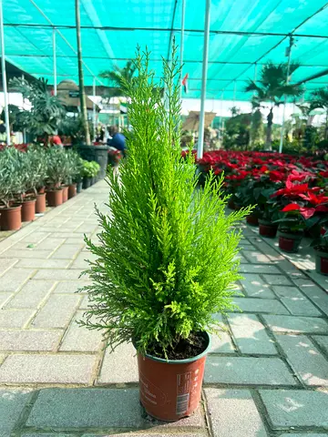 Lemon Cypress Plant, Live Potted Evergreen, Bright Green Foliage, Indoor Outdoor Decor