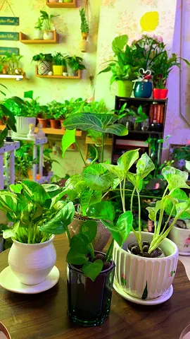 Indoor plants for sale