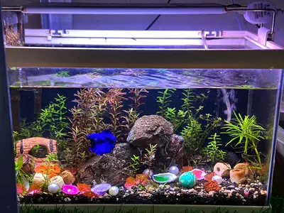 Planted Aquarium for Sale