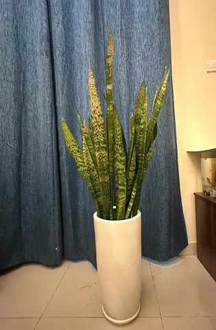 Snake plant with pot