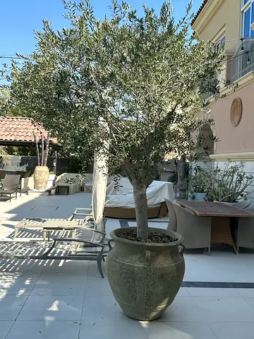 Elegant X-Large Olive Tree in Decorative Pot