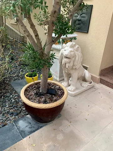Large Bonsai Style Olive Tree with Large Pot