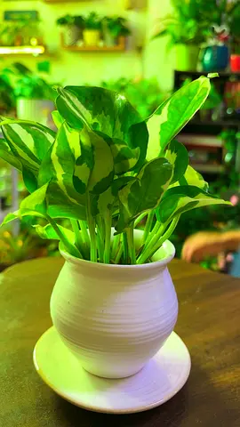 Indoor plants for sale