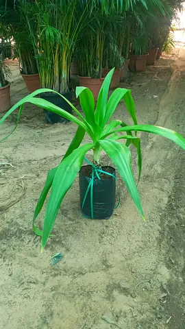 Spider Plant for Your Home