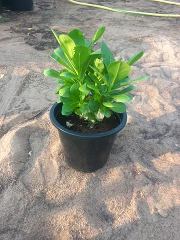 Scavola  Plant for Your Home