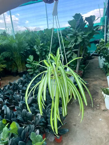 Beautiful Hanging Spider Plant for Your Home