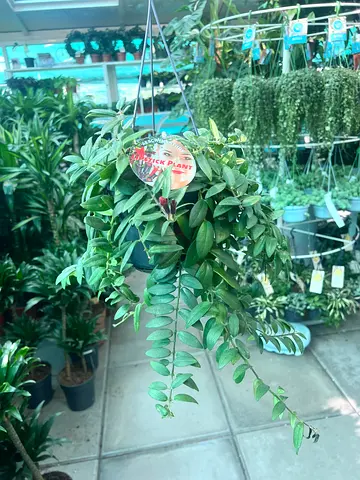 Lipstick Plant, Hanging Basket, Live Indoor Plant, Trailing Foliage