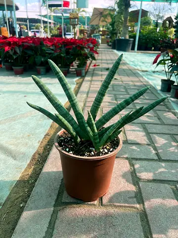 Sansevieria Cylindrica Plant, Live Succulent, Brown Pot, Low Maintenance