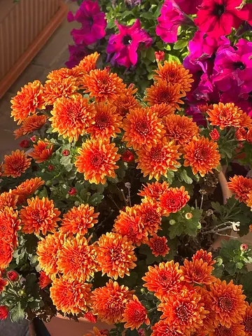 Gardening services