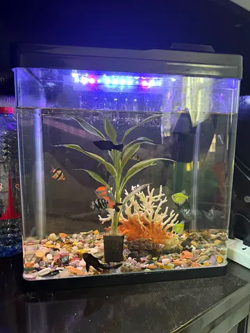 Beautiful Fish Aquarium, equipped with Filter, oxygen and Decor