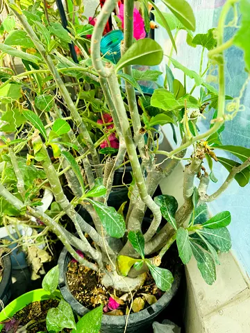 Beautiful Indoor out doorPotted Plants for Your Home.free soil and fertilizer,pots