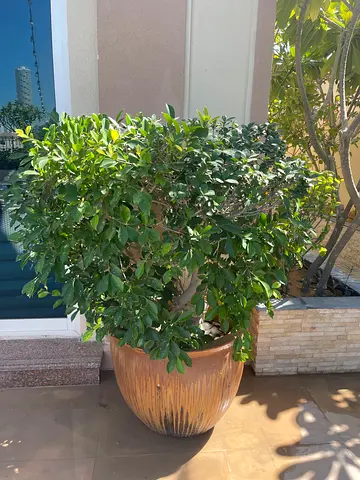 Beautiful Potted Plant to Brighten Your Space