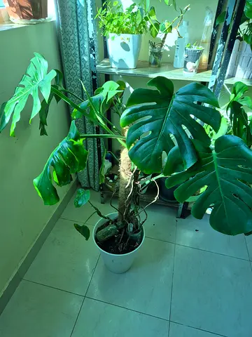 Monstera deliciosa indoor plant