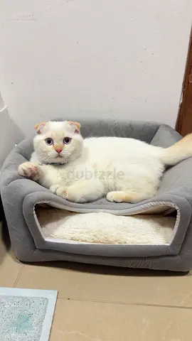 Cat bed