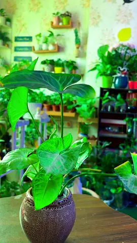 Indoor plants for sale