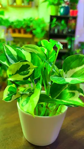 Indoor plant for sale