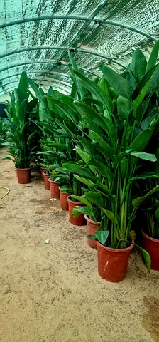 Strelizia Birds of Paradise