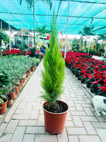 Italian Cypress Plant, Live Evergreen Tree, Potted, Tall Columnar Shape, Indoor Outdoor Decor