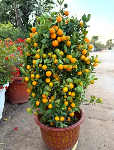 Citrus Microcarpa, Calamansi Citrus