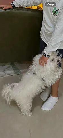 We lost an 11 years journey with us beloved dog