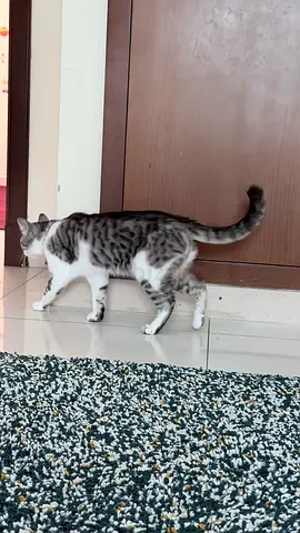 Available for Adoption - Tabby White and Grey Male