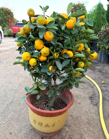 Citrus Microcarpa, Calamansi Citrus