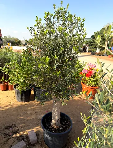 Spainish Olive Tree - 1.5/1.7m ht