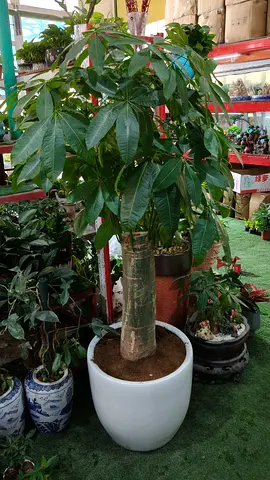 Money tree indoor plant