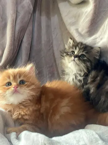 Kittens for adoption