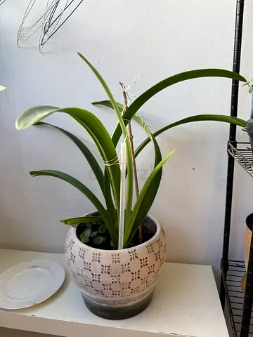 Hippeastrum rutilum