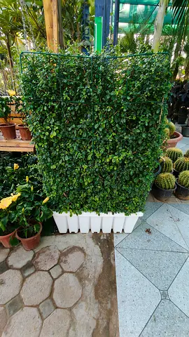 Ficus pumila for Instant Greenery