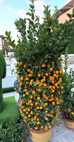 Citrus Microcarpa, Calamansi Citrus ~~~