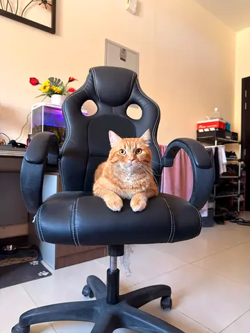 Adoptable Friendly Orange Cat Looking for a Home