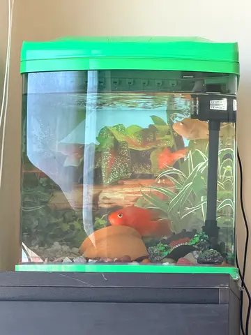 Beautiful Aquarium with Colorful Parrot Fish yellow and orange.
Height 40cm Lenght 38cm width 22cm