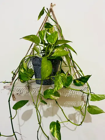 Beautiful Hanging Plant with floating shelf