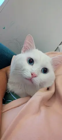 Adorable White Cat Looking for a Loving Home