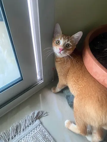 Locksir orange tabby